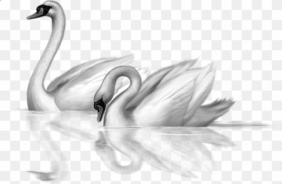 0, - swan art