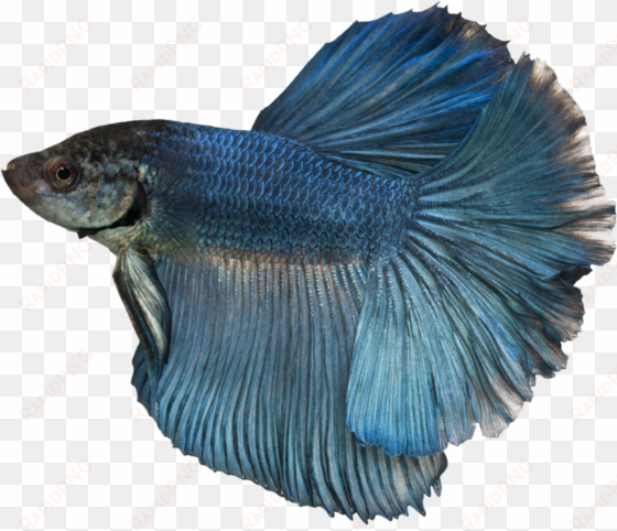 007 by duzulek - blue betta fish boy