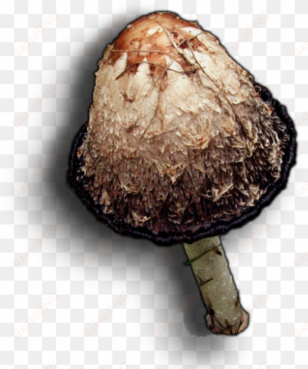 06 feb 2009 - shiitake