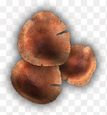 06 feb 2009 - wood ear