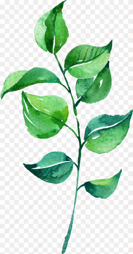 0℃素材19 - watercolor leaves leaves png