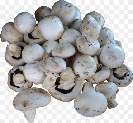 1) mushrooms (button / milky / oyster / shitake) - champignon mushroom