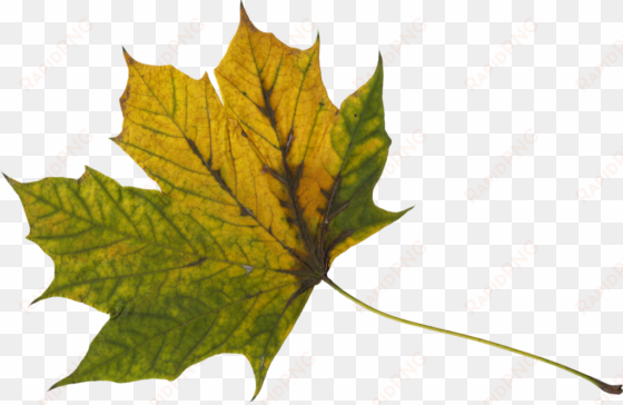 10 maple leaves - maple leaf