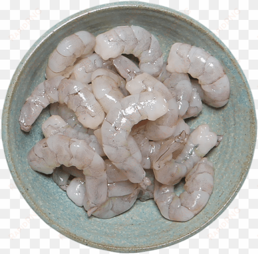 10 ounce - shrimp - boa constrictor
