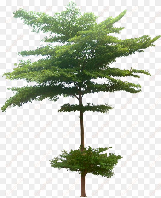 10 tree png images free cutouts for architecture - terminalia mantaly tree plan