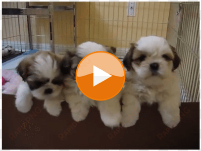 12 best shihtzu youtube videos - süße hunde