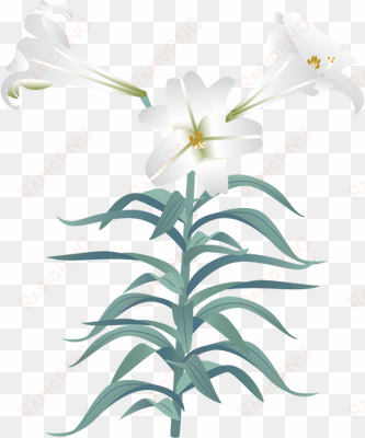 17 easter lily vector images - easter lily