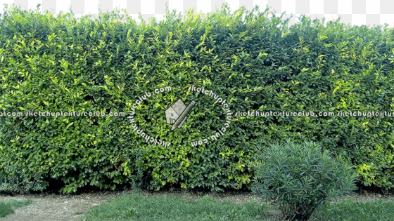 17375 cut-out hedge texture seamless - hedge