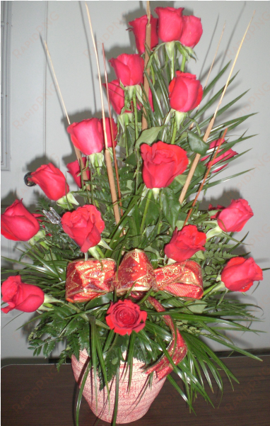 18 rosas rojas - rose