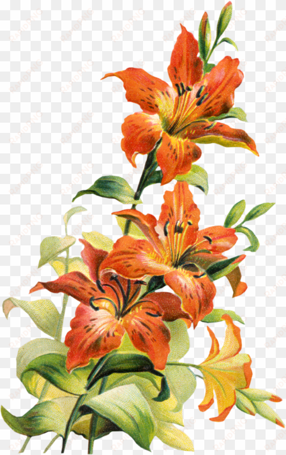 195832 tiger lily flower clipart free clip art images - tiger lily flower art