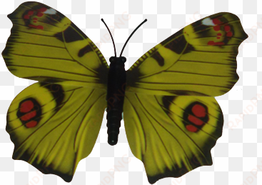 1yellow butterfly - southern dogface