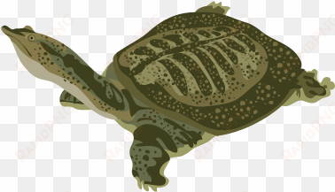 201502 chinese soft shelled turtle - soft shelled turtle png