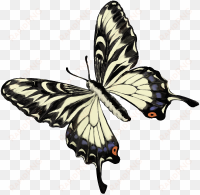 201601 swallowtail butterfly - swallowtail butterfly png