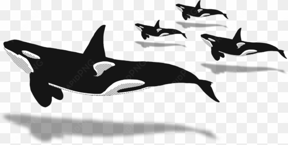 2018 - orca illustration transparent png