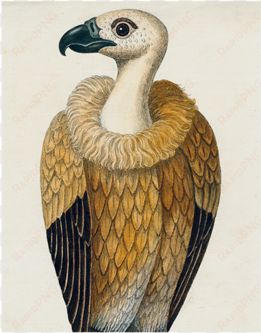 #26-vulture - avvoltoio