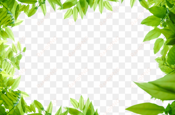 28 collection of jungle leaves clipart png