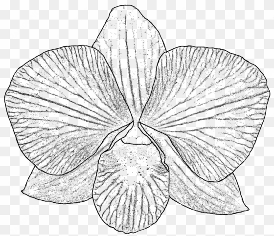 28 collection of orchid drawing png - free orchid line art black and white
