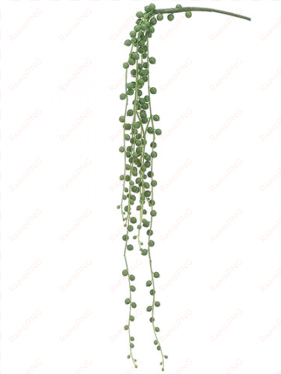 28" string of pearls pick green - string of pearls plant png