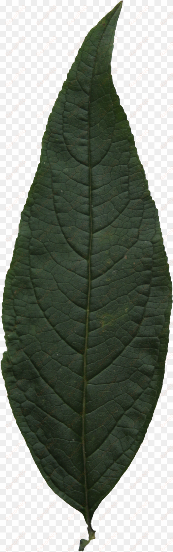 2d leaves - hi res leaf png