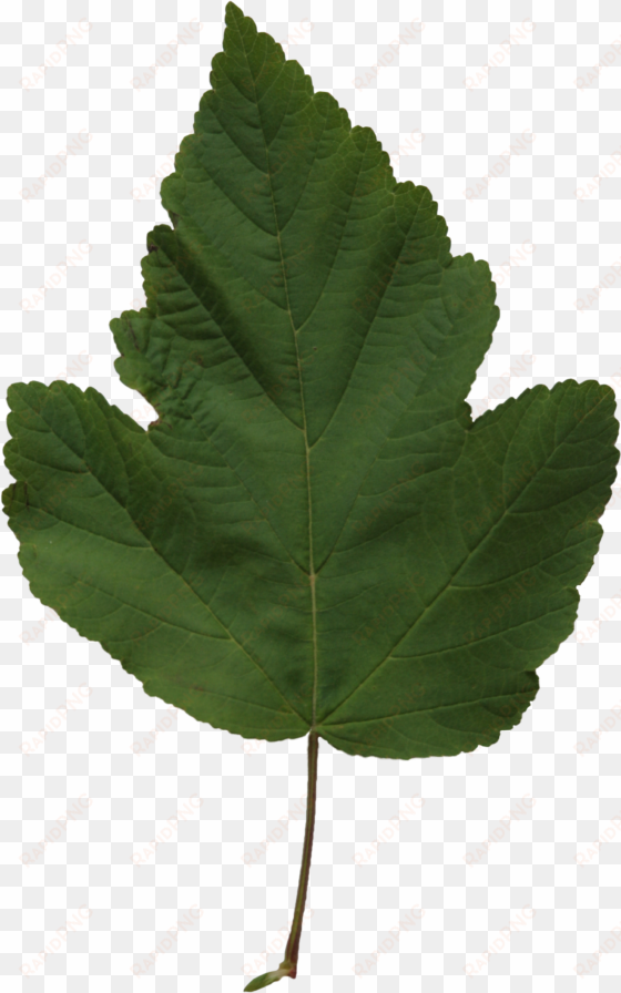 2d leaves - leaf
