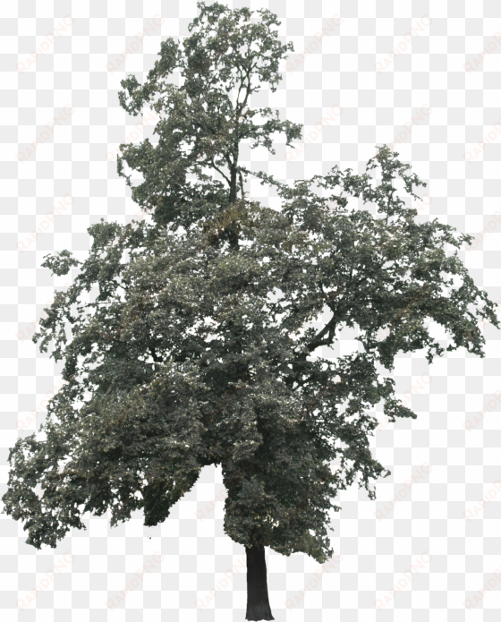 2d Trees - Tree transparent png image