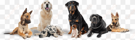 3 - group of dogs transparent background