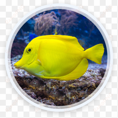 30 jul 2016 - coral reef fish