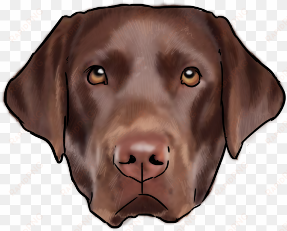 30 labrador - labrador retriever