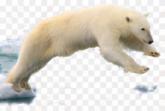 320 × 216 pixels - polar bear png