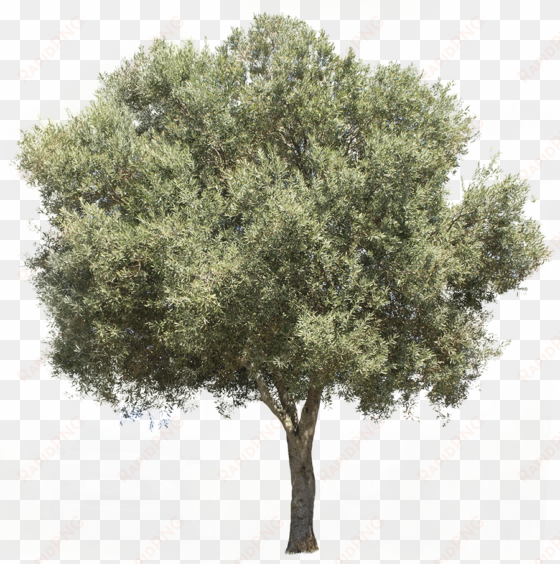 3709 x 3738 pixels png image, with transparent background - olive tree png