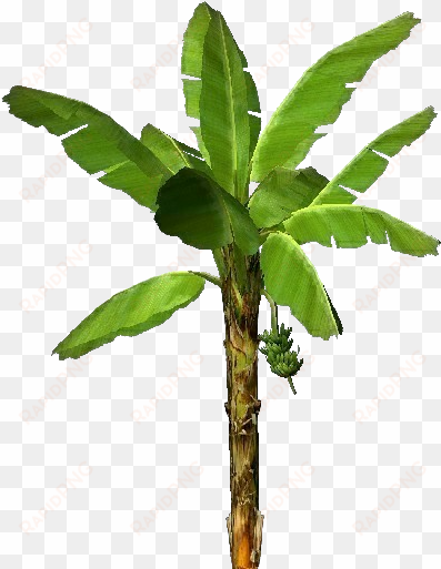 3d trees - banana - mata de guineo png