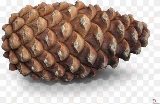 4 pine cone royalty-free 3d model - 3d computer graphics