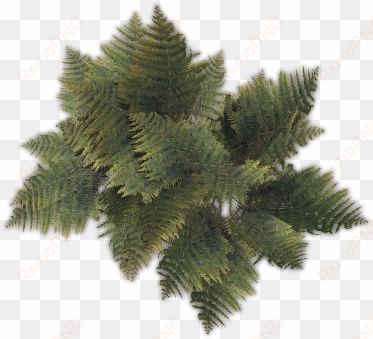 43 188k fern01 c - pond pine