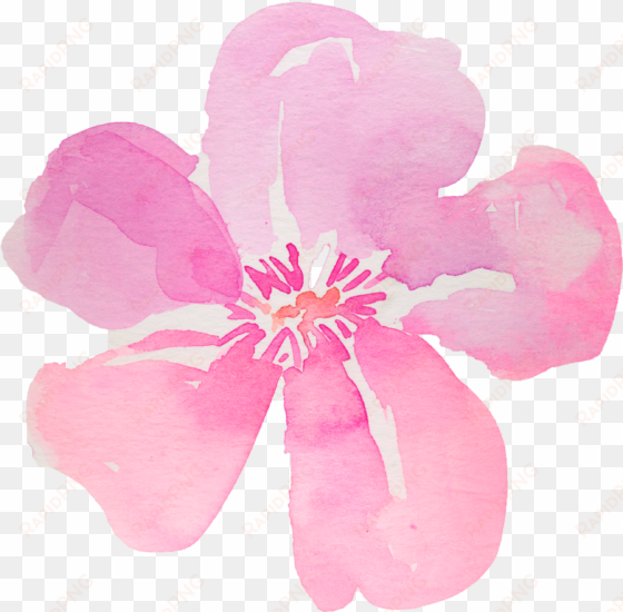 5 - flowers hibiscus png watercolor