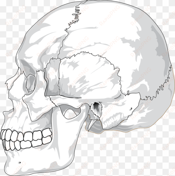 5 reasons your jaw clicks or pops when you chew - skull side view png