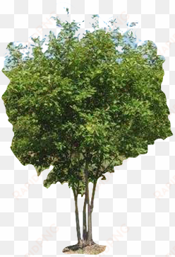 6" multi-stem autumn brilliance serviceberry - tree with alpha channel