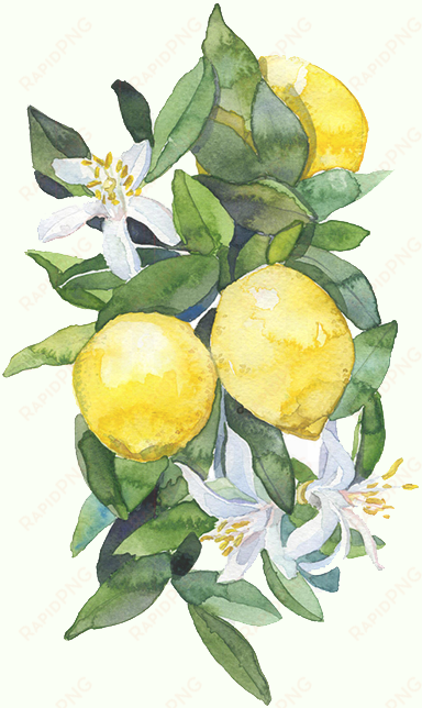 6 reasons - lemon tee art print - mini by timea terenyei