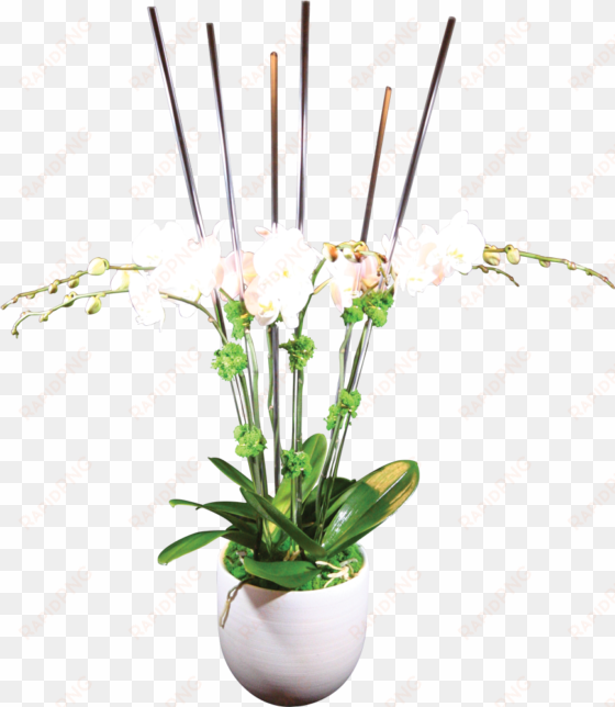 6-stem phaelanopsis orchid - fleurum
