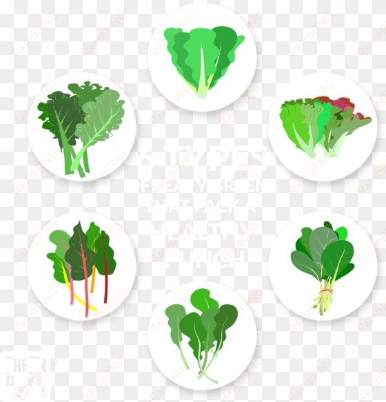 6 types of leafy greens that pack a healthy punch - types of leafy greens