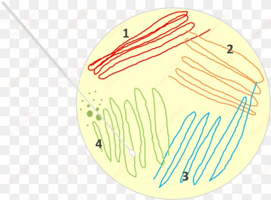 7-streak plate - การ streak plate