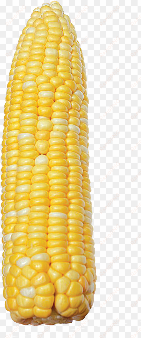 8866 bicolor corn - sweet corn
