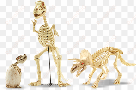 A Assortment Of Dinosaur Skeletons - Dinosaur Skeleton Halloween Decoration transparent png image