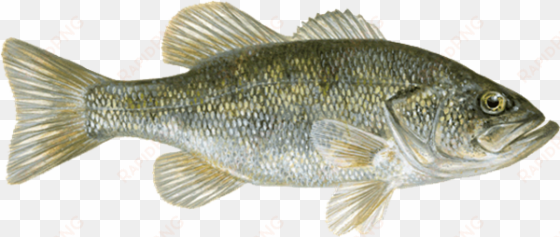 a bass fishing description is altered depending on - drawing of a bluegill