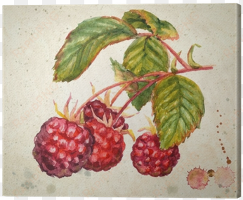 a branch of raspberry - raspberry watercolor