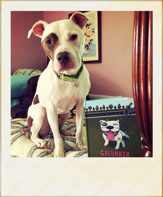 a cute pit bull sitting by a copy of galunker - pit bull