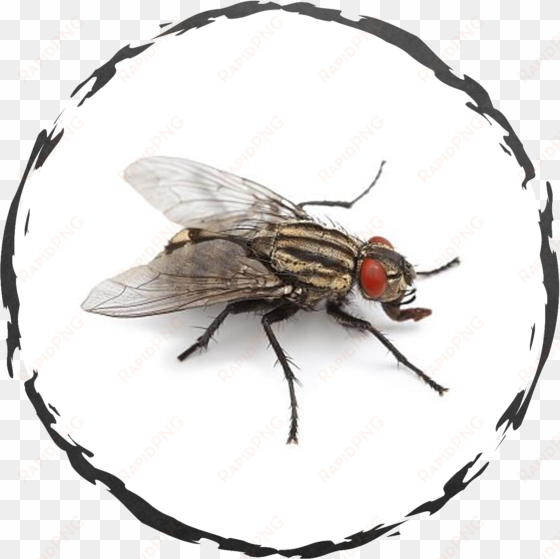 a detailed inspection of the property may be necessary - central exterminating services