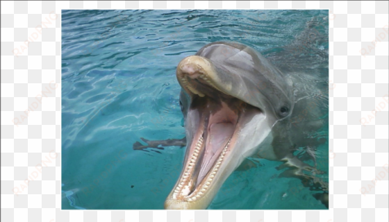 a dolphin begging for an ice cube - dolphins tongue