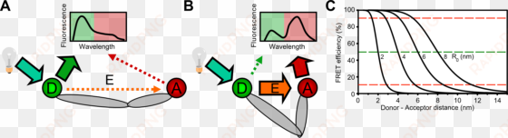 a donor fluorophore (green) is excited by a light source - forster resonance energy transfer