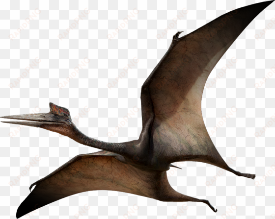 a - flying dinosaur png