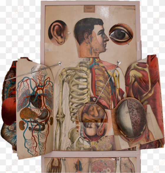 a life sized anatomical atlas with it's flaps or overlays - 19th century anatomy book